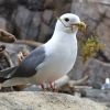 Red-legged Kittiwake