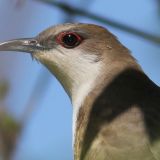 Portrait -  Aurora West Forest Preserve, Kane County, Illinois - May 6, 2011