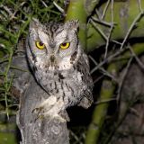 Western Screech-Owl