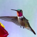 Male at feeder - July 24, 2011