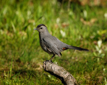 Gray Catbird