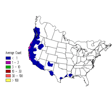 Townsend's Warbler winter distribution map