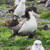 Short-tailed Albatross