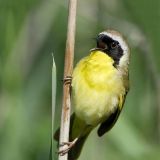 Common Yellowthroat