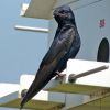 Purple Martin