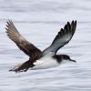 Manx Shearwater