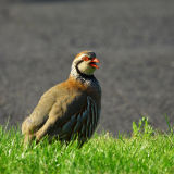 Red-legged Partridge