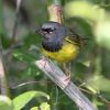 MacGillivray's Warbler