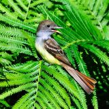 Great Crested Flycatcher