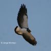 White-tailed Hawk