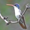 Violet-crowned Hummingbird