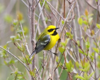 Hybrid of Golden-wing and Blue-winged Warblers
