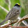 Golden-crowned Sparrow