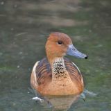 Fulvous Whistling-Duck