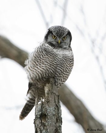 Northern Hawk-Owl