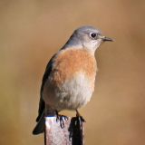 Female -  Mines Road, Alameda County, California - November 7, 2011