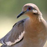 White-winged Dove