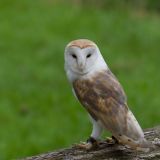 Barn Owl