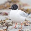 Little Gull