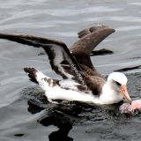 Laysan Albatross