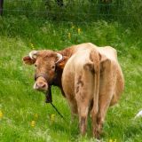 Cattle with Cattle Egrets