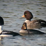 Male and two females