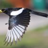 Yellow-billed Magpie