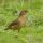 Clay-colored Thrush