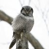 Northern Hawk-Owl