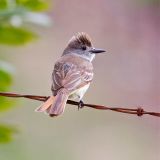 Ash-throated Flycatcher