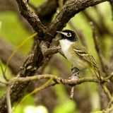 Black-capped Vireo