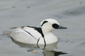 Smew