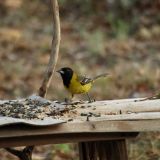 Female - Near Utopia, TX, Bandera County - June 12, 2011