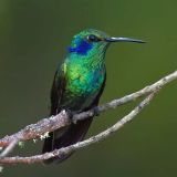 Marvelous Spatuletail Biological Interpretation Station, Pomacochas, Utcubamba Valley, Amazonas dept., Peru.