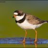 Semipalmated Plover