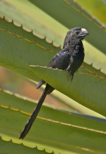 Groove-billed Ani