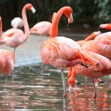 American Flamingo