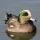 American Wigeon