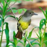 Great Crested Flycatcher