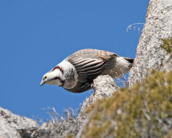 Himalayan Snowcock - May 23.