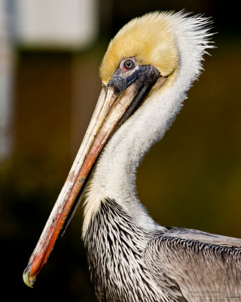 Brown Pelican