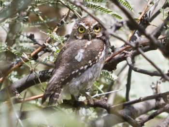 Elf Owl