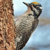 American Three-toed Woodpecker