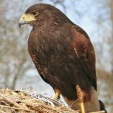 Harris' Hawk