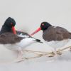 American Oystercatcher