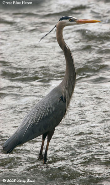 Great Blue Heron