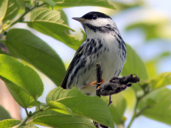 Blackpoll Warbler