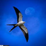 In flight by moon