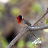 Red-faced Warbler