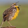 Eastern Meadowlark